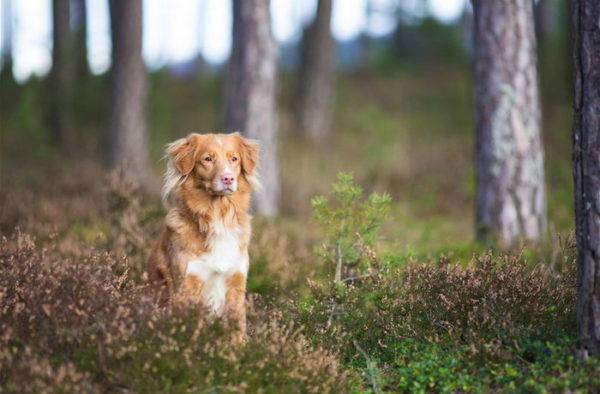 Nova Scotia Retriever in the Forest
