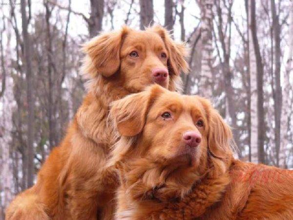 two cute Nova Scotia retriever