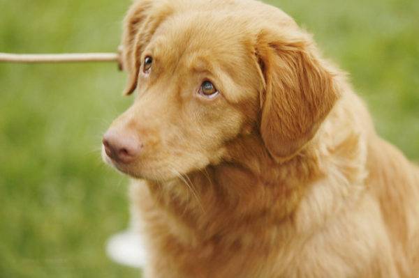 Nova Scotia retriever sits