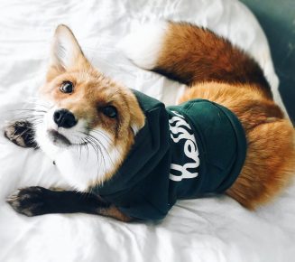 Fox as a pet