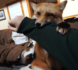 The domestic fox bites the owner