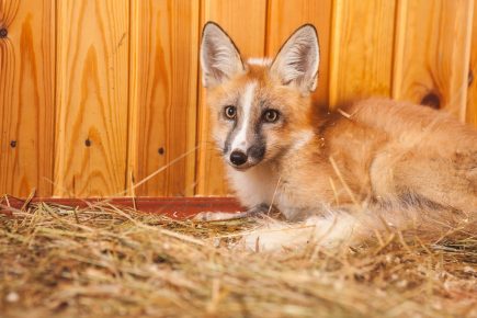 Domestic fox on a bed of hay