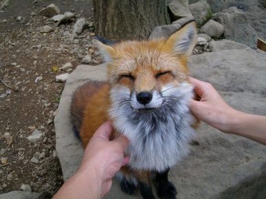 Man stroking a fox