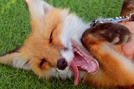 Domestic fox on the walk