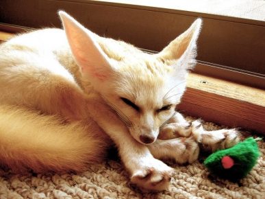 Fenech with his toy
