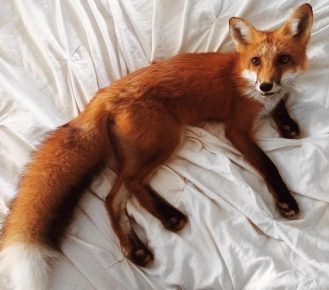 Domestic fox