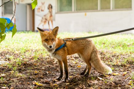 Walking the domestic fox