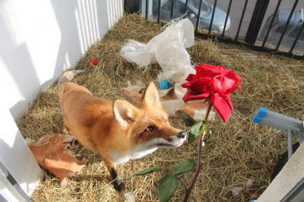 Domestic fox in the aviary