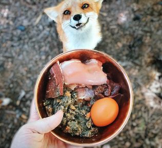 Fox Food