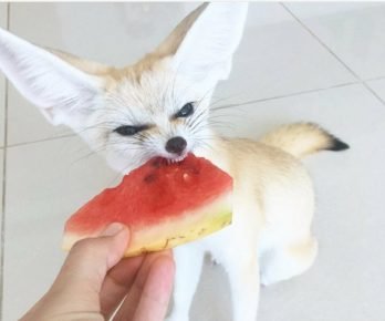 Feeding Fenech Watermelon