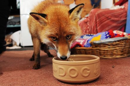 Bowl for domestic fox