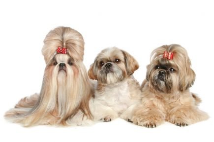 Shih Tzu with different hairstyles