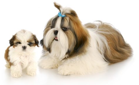 Shih Tzu mother and Shih Tzu puppy