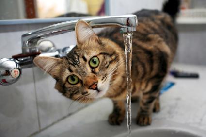 Dehydration in cats - symptoms, causes and treatment