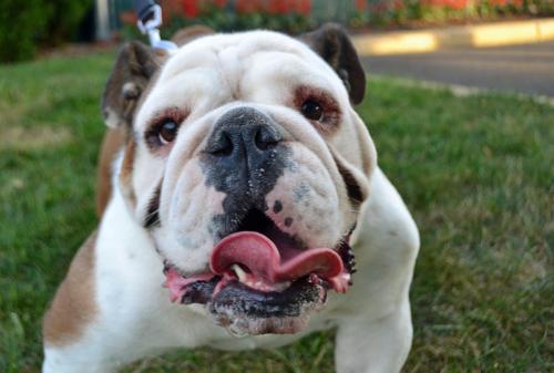 Profuse drooling in bulldog