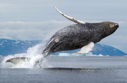 Greenland Whale