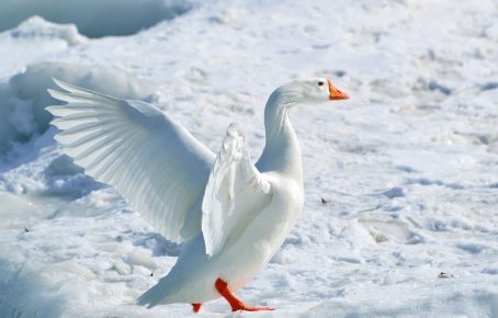 White Arctic goose