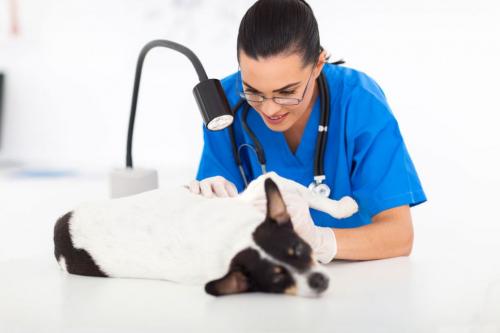 Dog baldness - what to do if a dog wool falls out