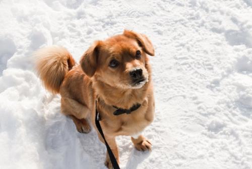 Dog frostbite and hypothermia: symptoms and first aid