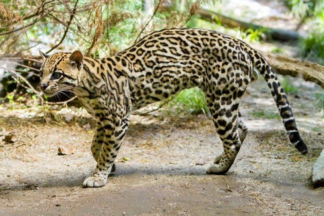 Ocelot - a small, strong and agile cat hailing from the jungle of South America, runs great, climbs trees and swims wonderfully.