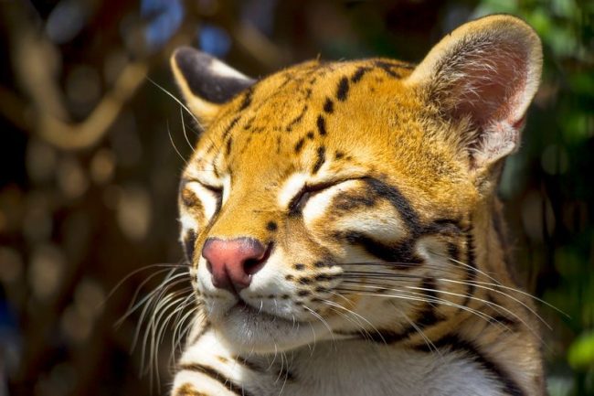 Ocelot. You should decide why you get a kitten. If the goal is not breeding, then in 3 - 5 months the baby must be neutered, otherwise it will begin to mark the territory, moreover, regardless of gender