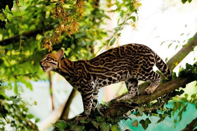 The largest of the small spotted cats, the ocelot is one of the most famous and most common feline species in its range, and perhaps also one of the most beautiful.