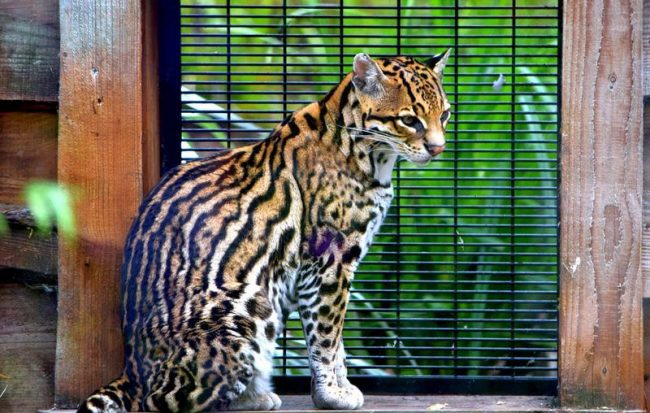 Ocelot. Outwardly, the beast is similar to a small leopard or long-tailed cat, although it is larger and the leopard is smaller.