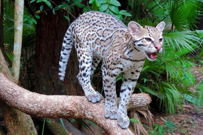 Ocelot. In the heart of the tropics, ocelots breed year-round, but in the northernmost and southernmost regions of the natural range, the breeding season takes place at the end of summer, autumn.