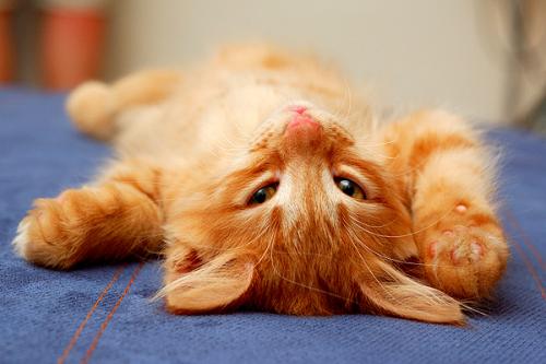 A very active and playful kitten - why is he rushing like crazy?