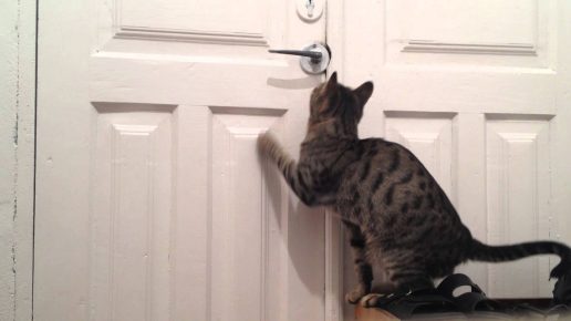 The cat near the door