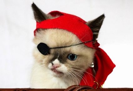 one-eyed kitten pirate sir staffington