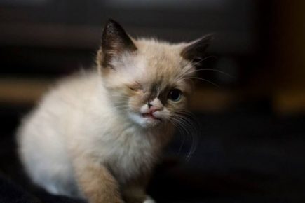 one-eyed kitten pirate sir staffington