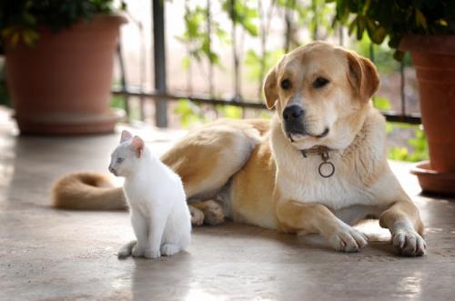 Domestication of cats and dogs