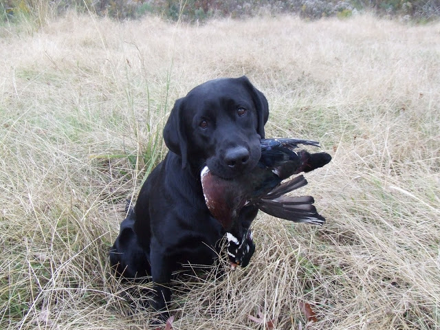 Dogs for hunting