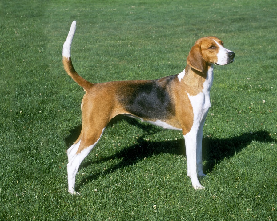 Hunting breed of dogs