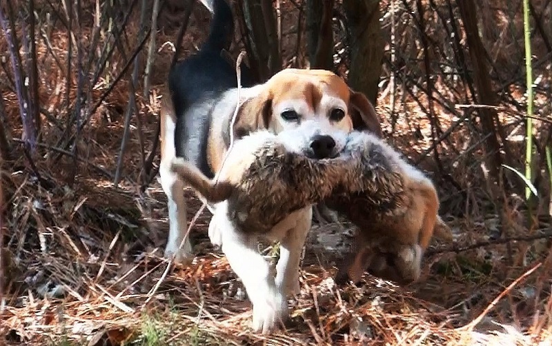 Dogs for hunting