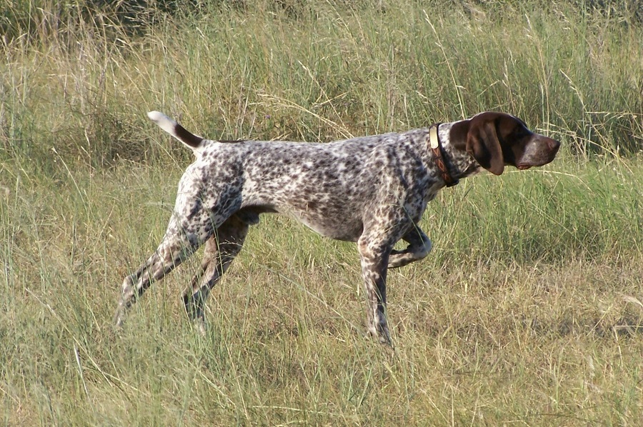 Hunting breed of dogs