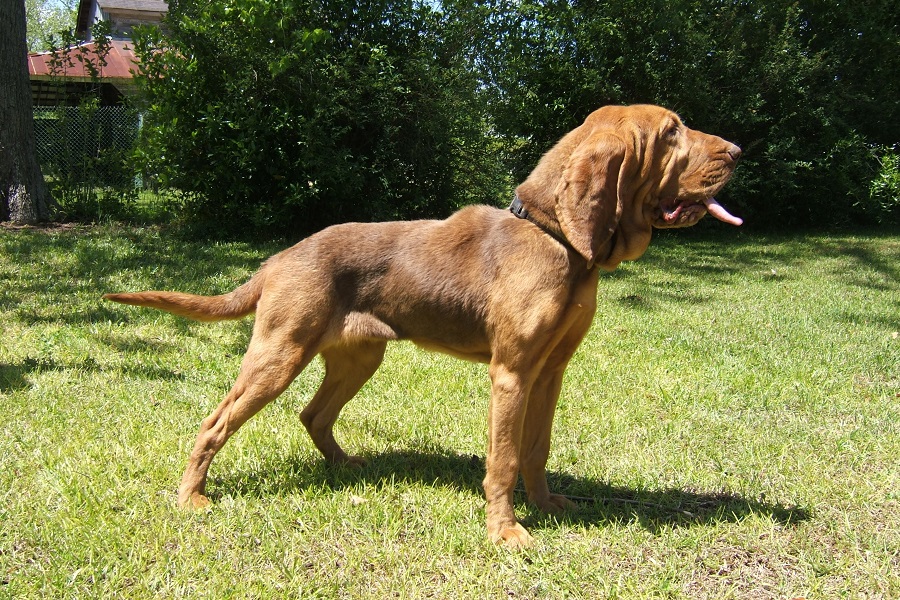breeds of hunting dogs with photos