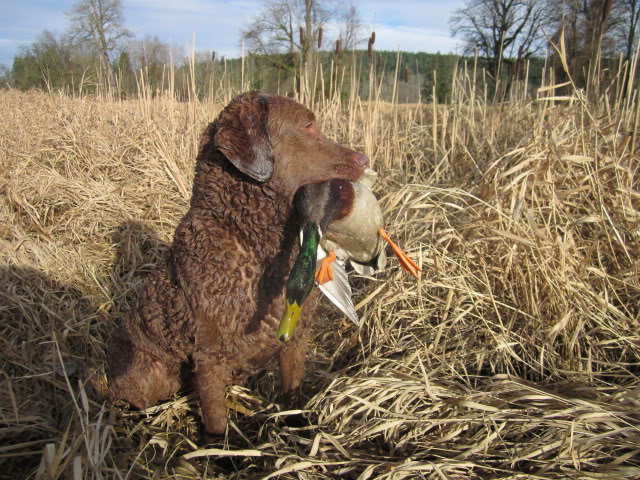 breed of a hunting dog