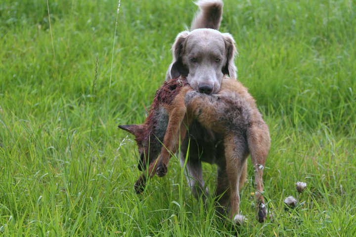 Hunting dog breeds with photos and names