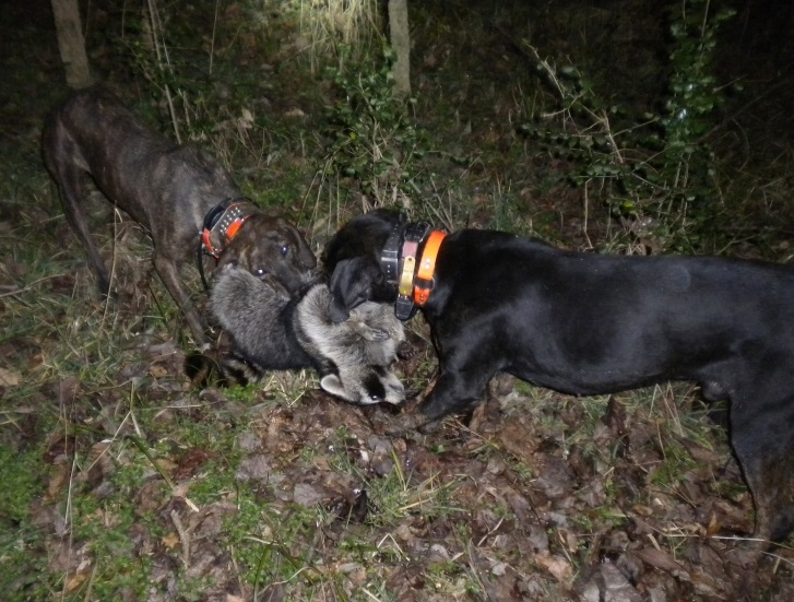 10 best breeds of hunting dogs