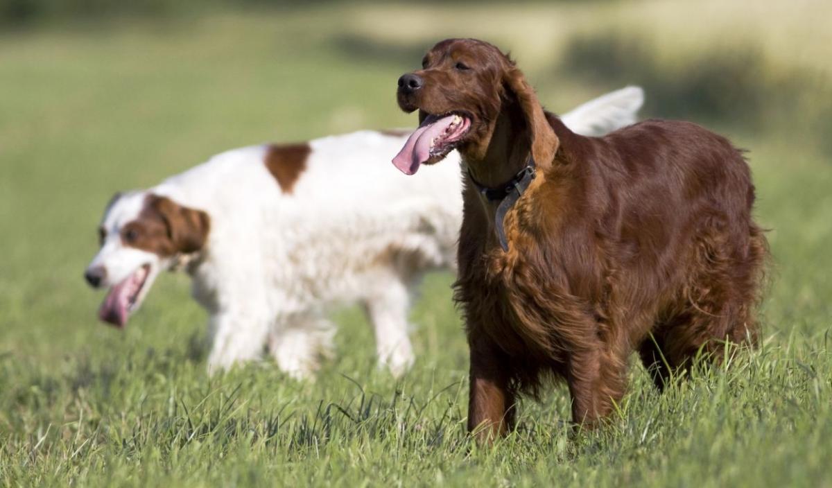 dog breed for bird hunting