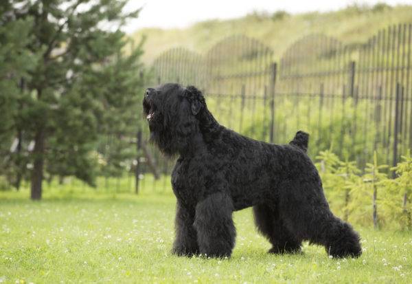 Russian Black Terrier (Stalin's dog)