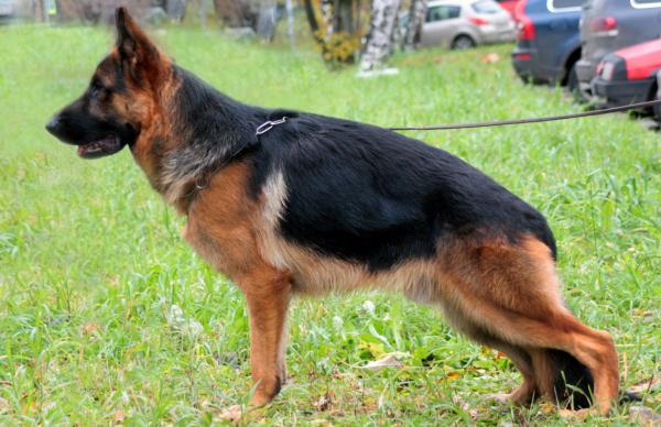 Colors of the German Shepherd: photo with description