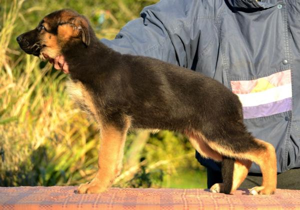 Colors of the German Shepherd: photo with description