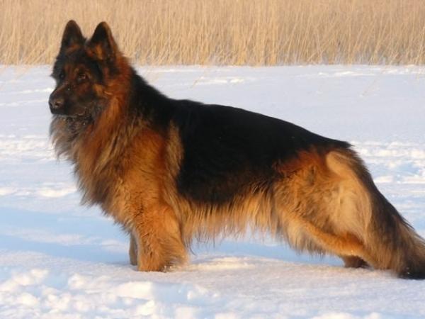 Colors of the German Shepherd: photo with description