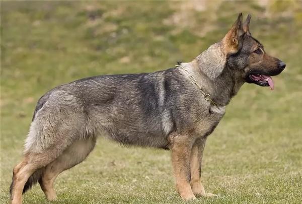 Colors of the German Shepherd: photo with description