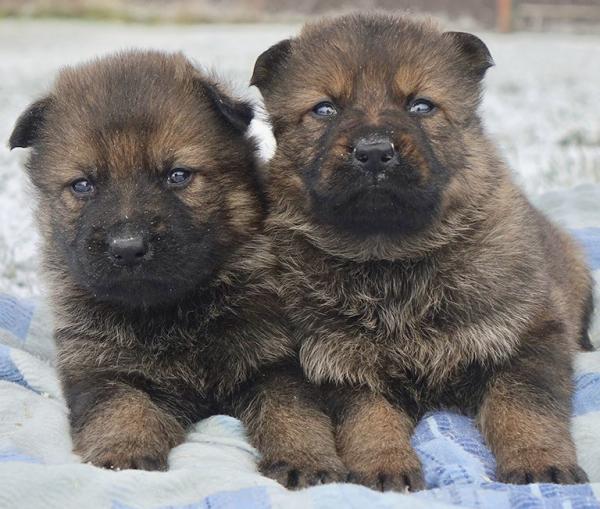 Colors of the German Shepherd: photo with description