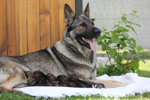 Colors of the German Shepherd: photo with description