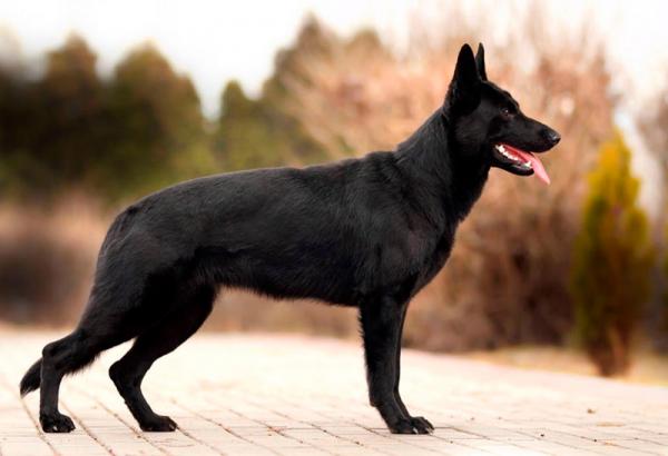 Colors of the German Shepherd: photo with description